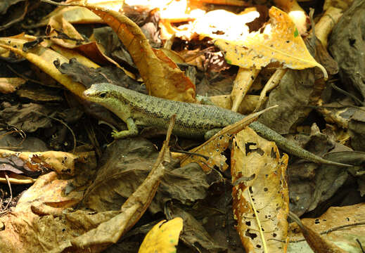 Image of Seychelles skink