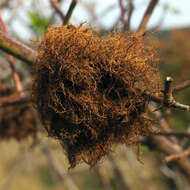 Image of Mossy Rose Gall Wasp