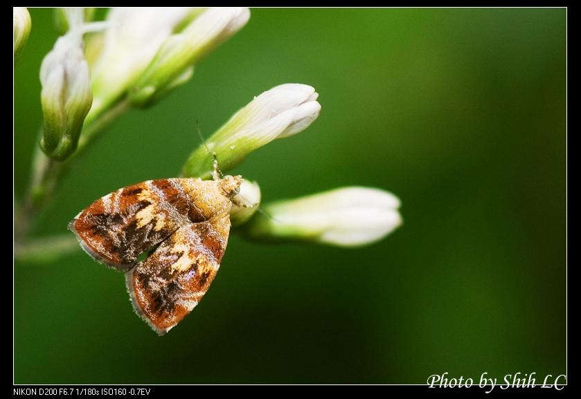 Image of Choreutis sexfasciella Sauber 1902