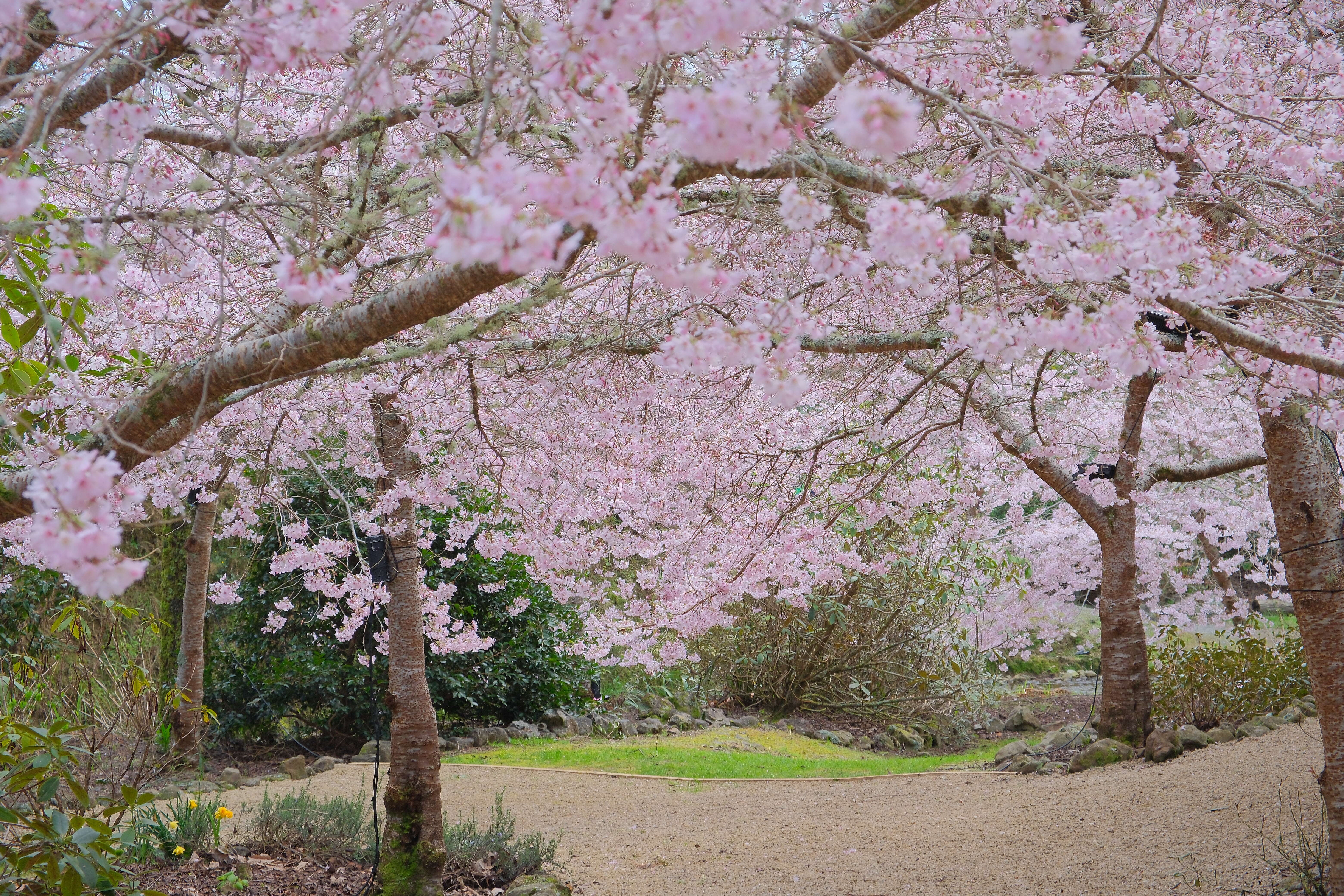 Plancia ëd Prunus yedoensis Matsum.