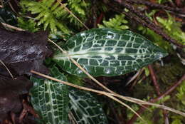 Image de Goodyérie à feuilles oblongues