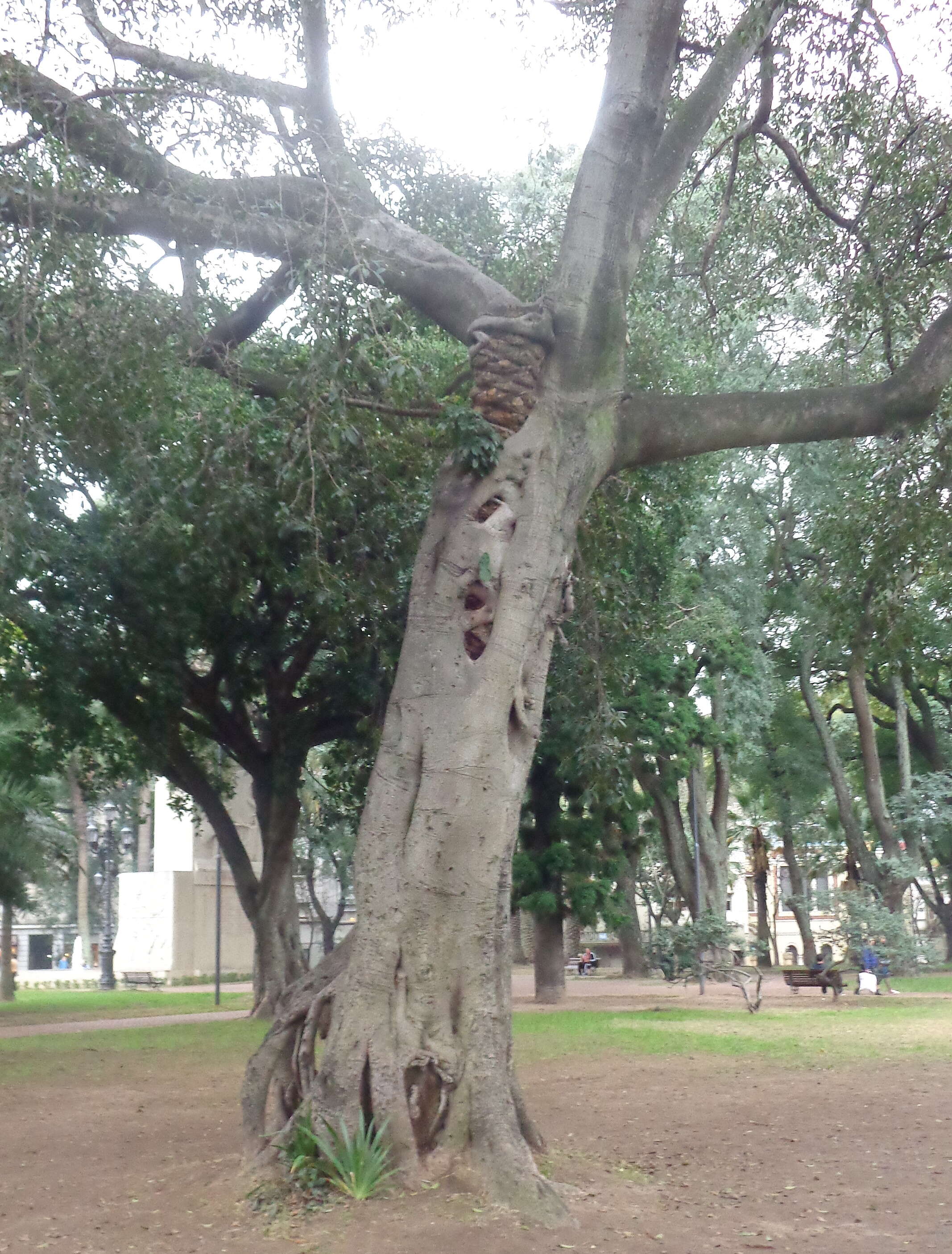 Image of Ficus luschnathiana (Miq.) Miq.