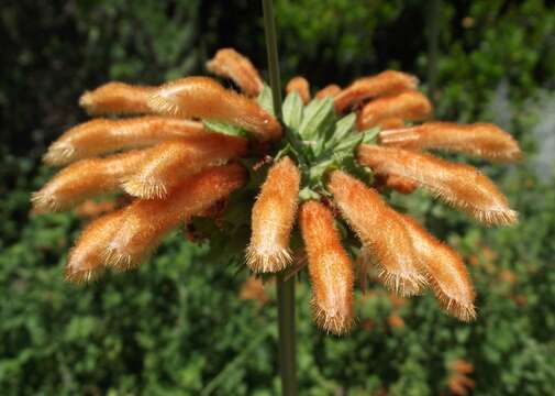 Leonotis ocymifolia (Burm. fil.) Iwarsson resmi