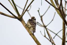 Image of Brown-capped Pygmy Woodpecker