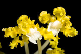 Image of Laelia undulata (Lindl.) L. O. Williams