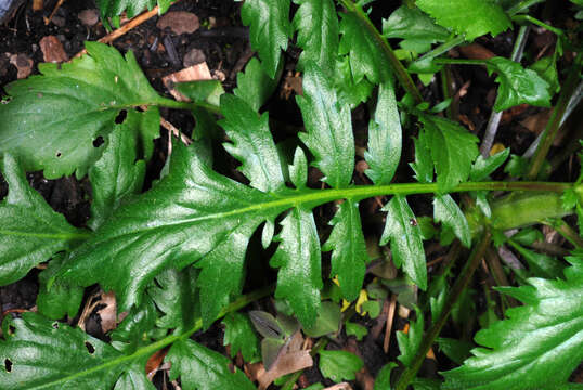 Image of Virginia pepperweed