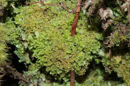 Image of Harpanthus scutatus (F. Weber & D. Mohr) Spruce
