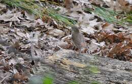 Image of Hermit Thrush