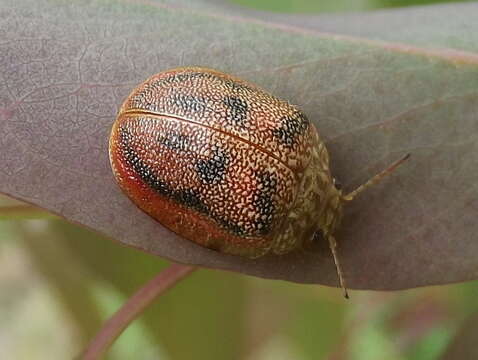 Image of Paropsis atomaria