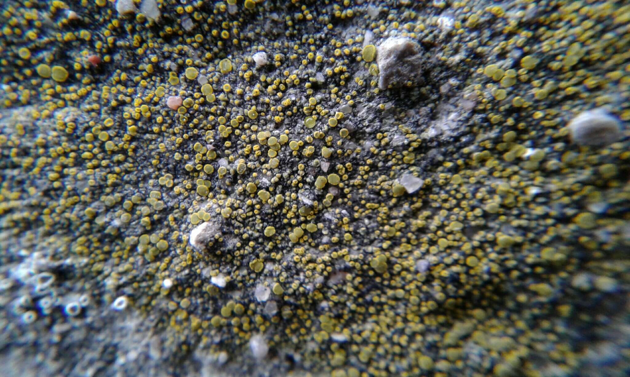 Image of Hidden goldspeck lichen