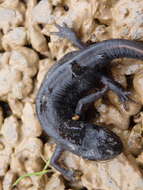 Image of Bosca's Newt