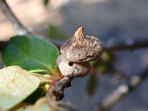 Imagem de Cynipoidea