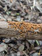 Image of Egg-shell Slime Mould