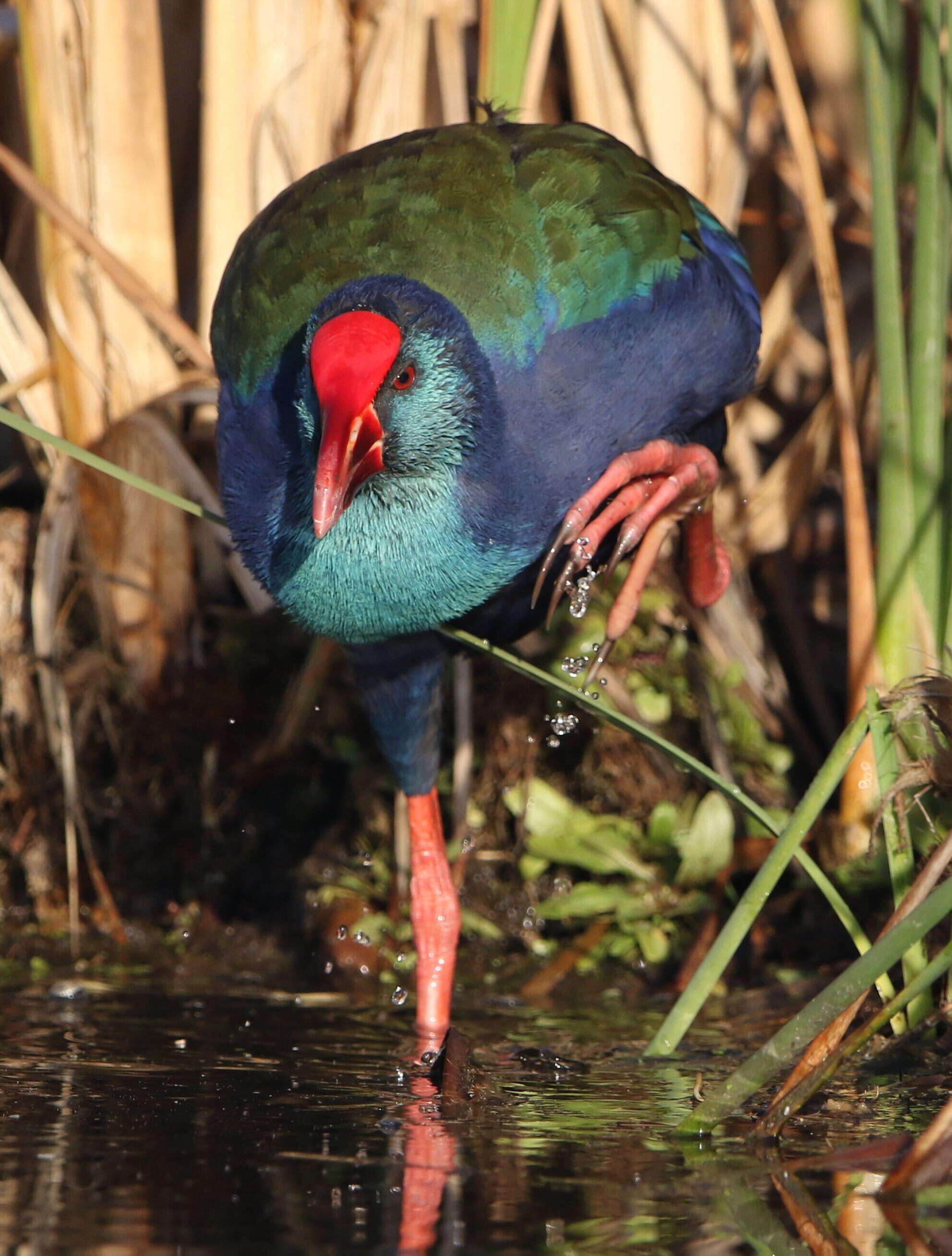 Image of African Swamphen