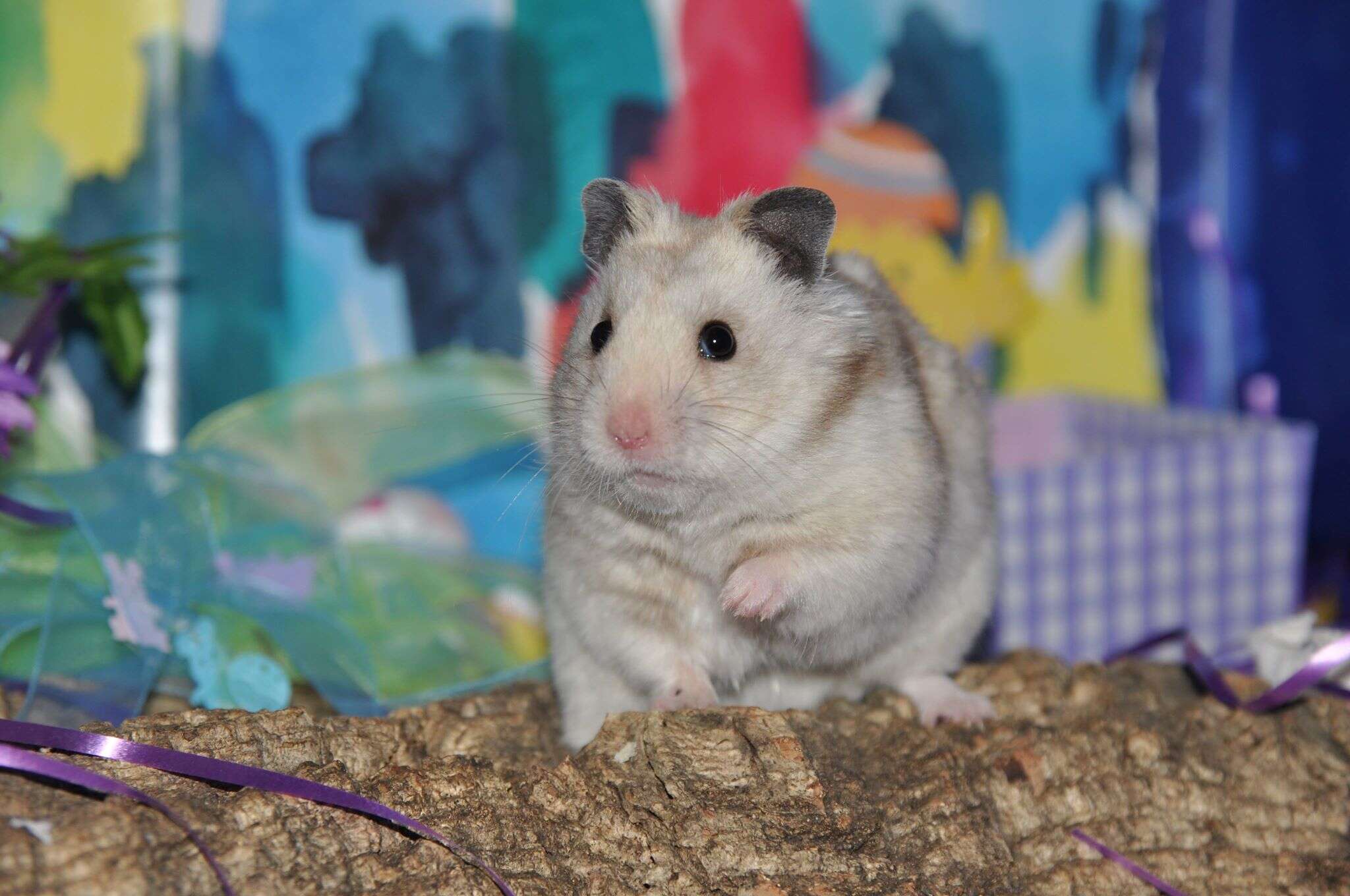 Image of hamsters