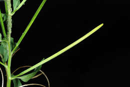 Image of american willowherb