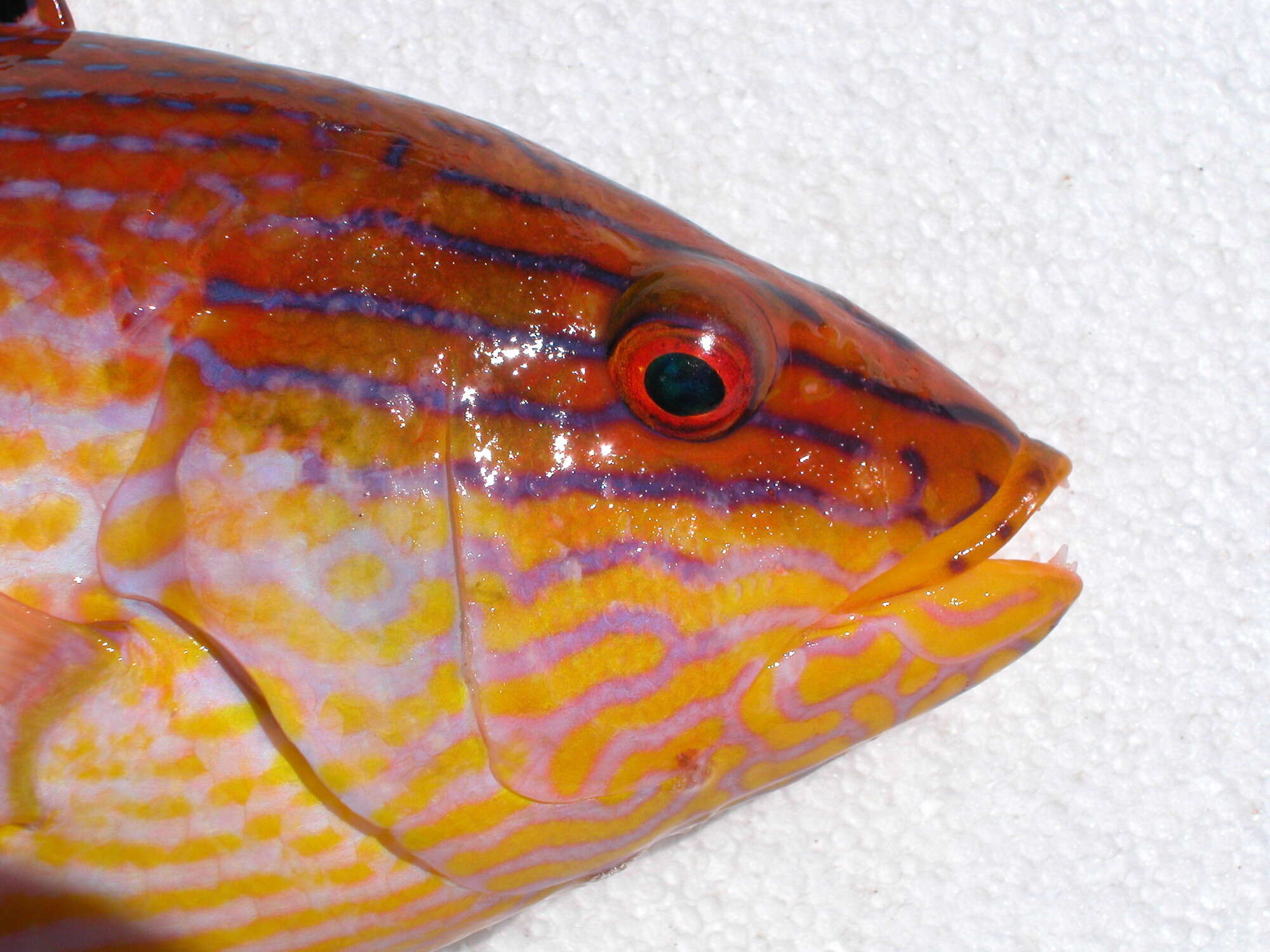 Image of Blackfin hogfish