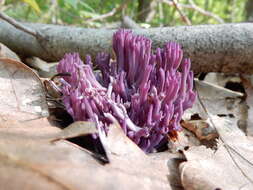 Image of Clavaria zollingeri Lév. 1846