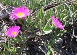 Image of Carpobrotus quadrifidus L. Bol.