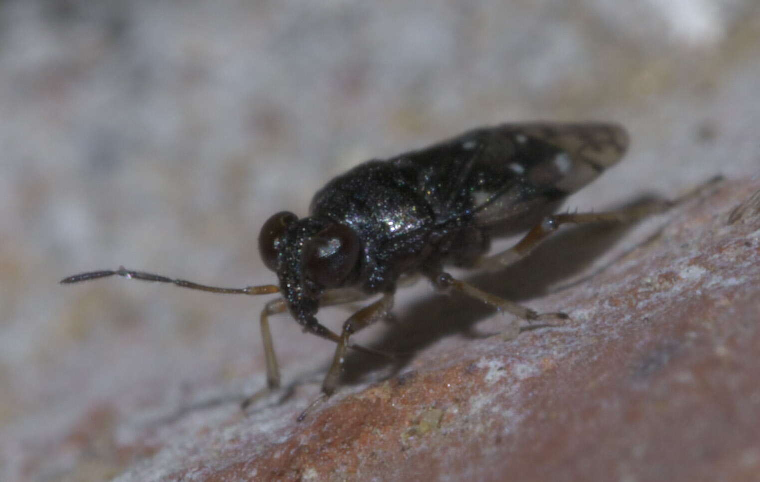 Micracanthia humilis (Say 1832)的圖片