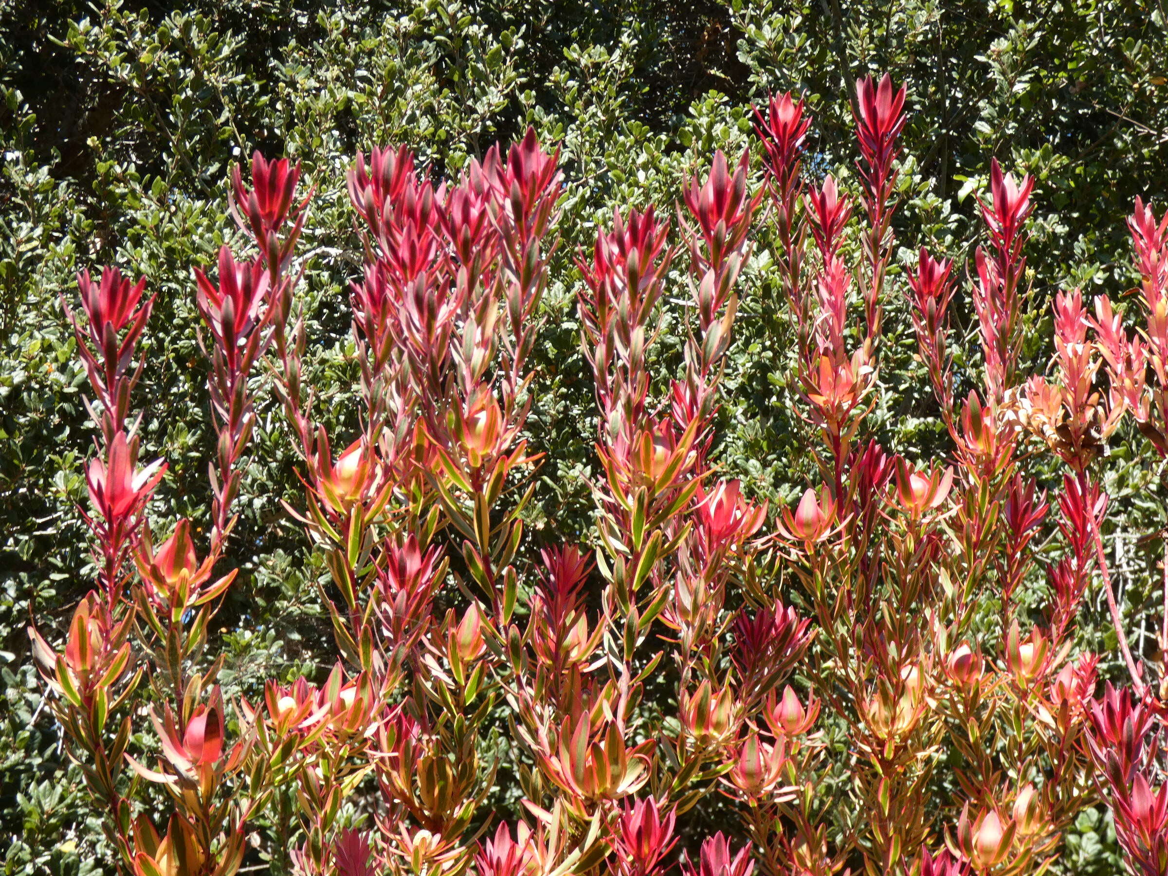 Image of Common Sunshine Conebush