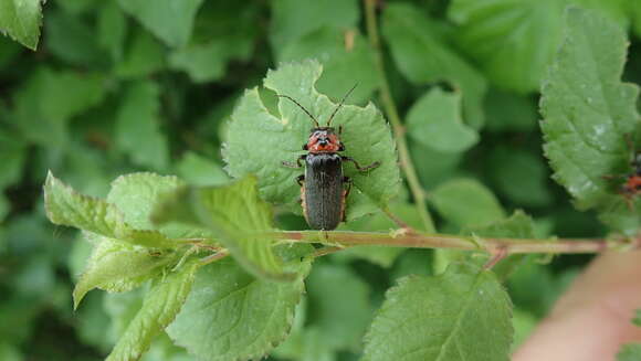 Image de Cantharis