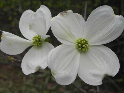 Image of flowering dogwood