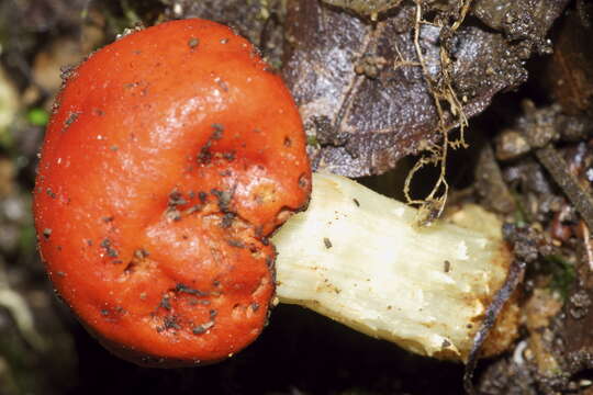 Image of Leratiomyces erythrocephalus (Tul. & C. Tul.) Beever & D. C. Park 2008