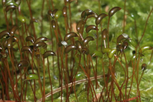 Image of brachythecium moss