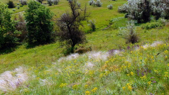 Plancia ëd Stipa lessingiana Trin. & Rupr.