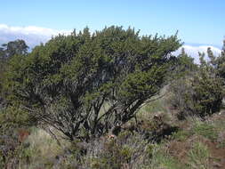 Image of alpine mirrorplant