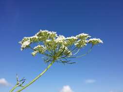 Imagem de Ammi majus L.