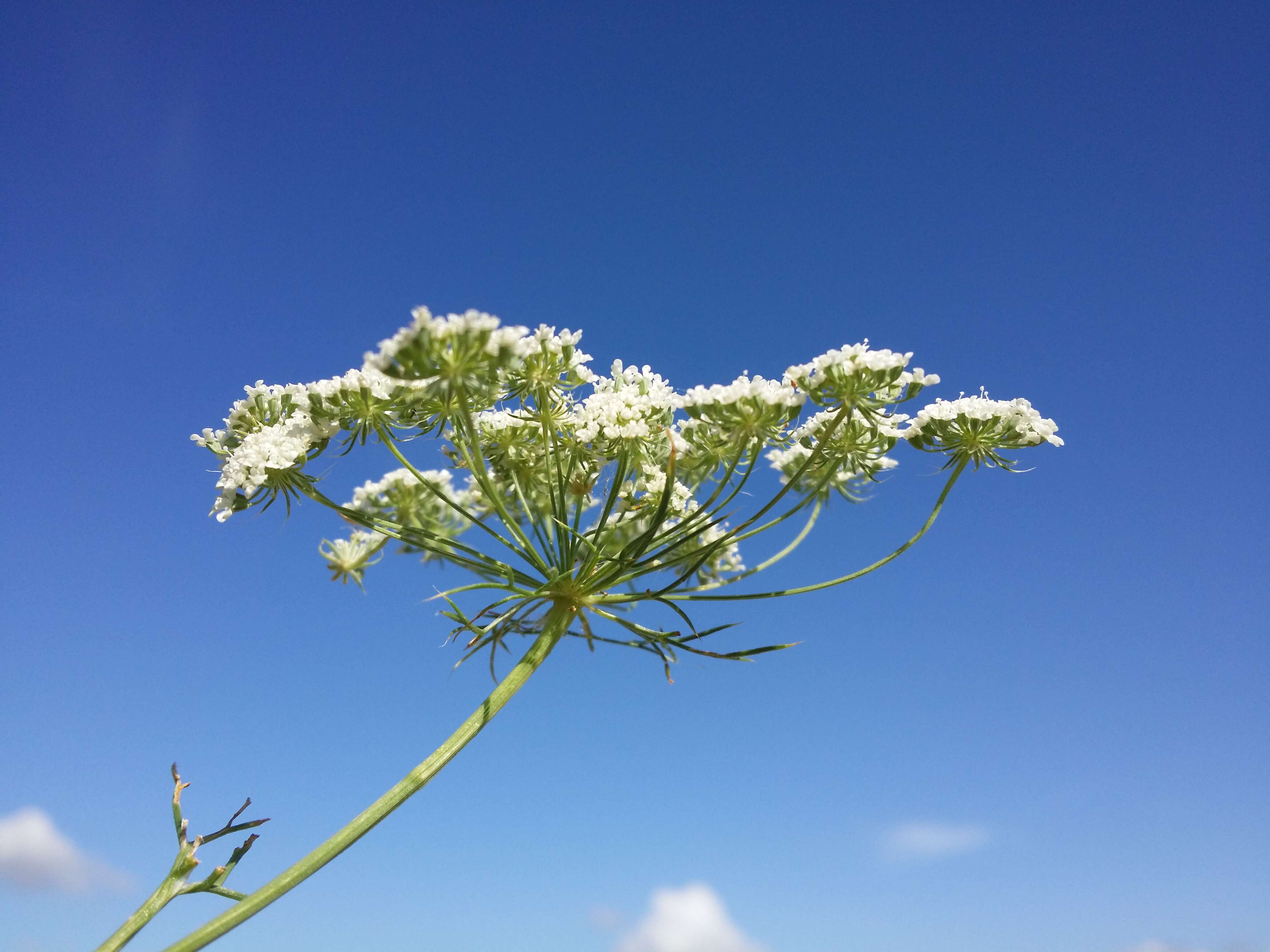 Imagem de Ammi majus L.