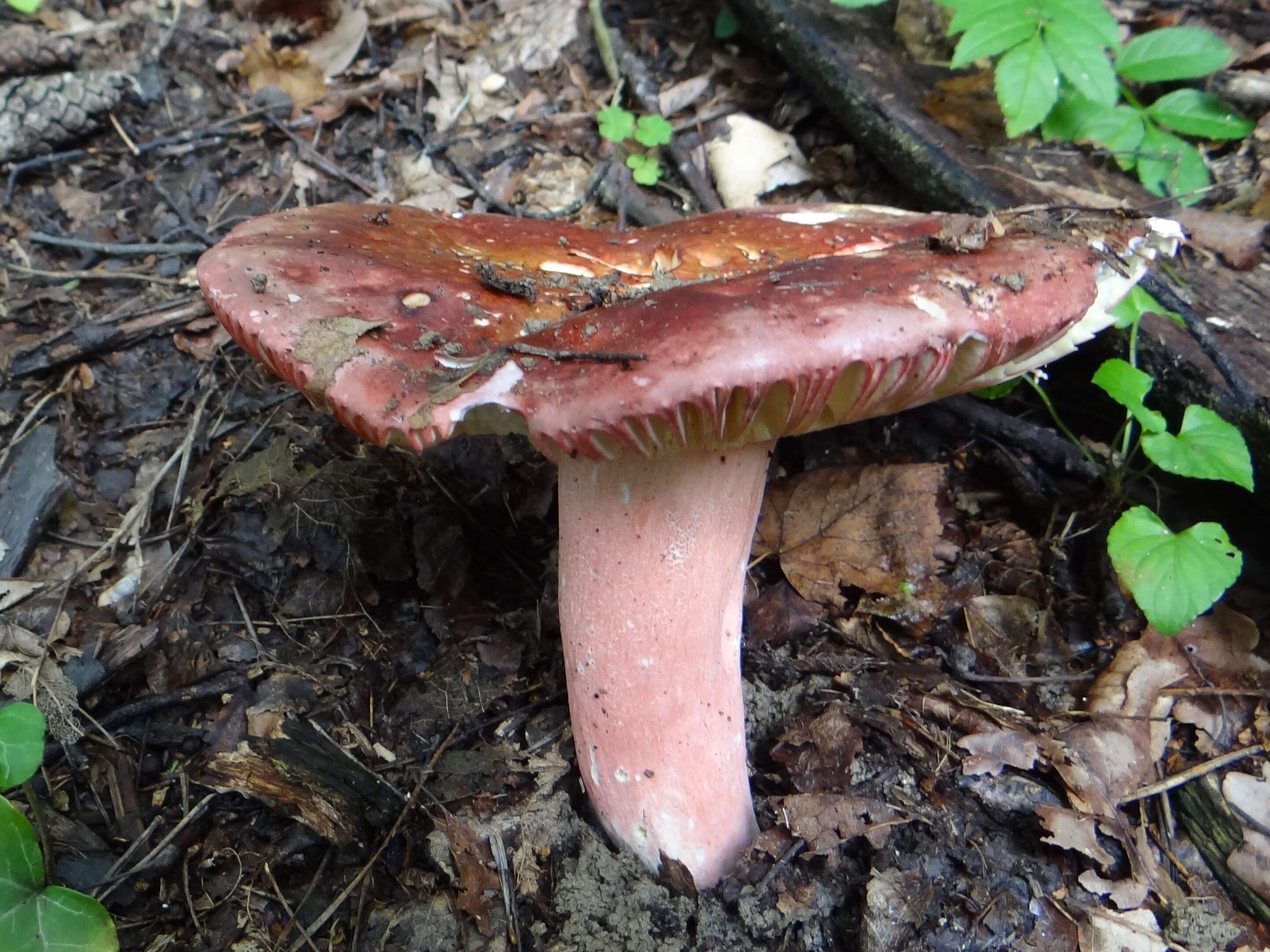 Image de Russula badia Quél. 1881