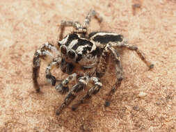 صورة Habronattus trimaculatus Bryant 1945