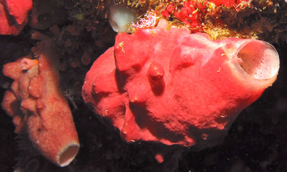 Image of Yellow ball sponge