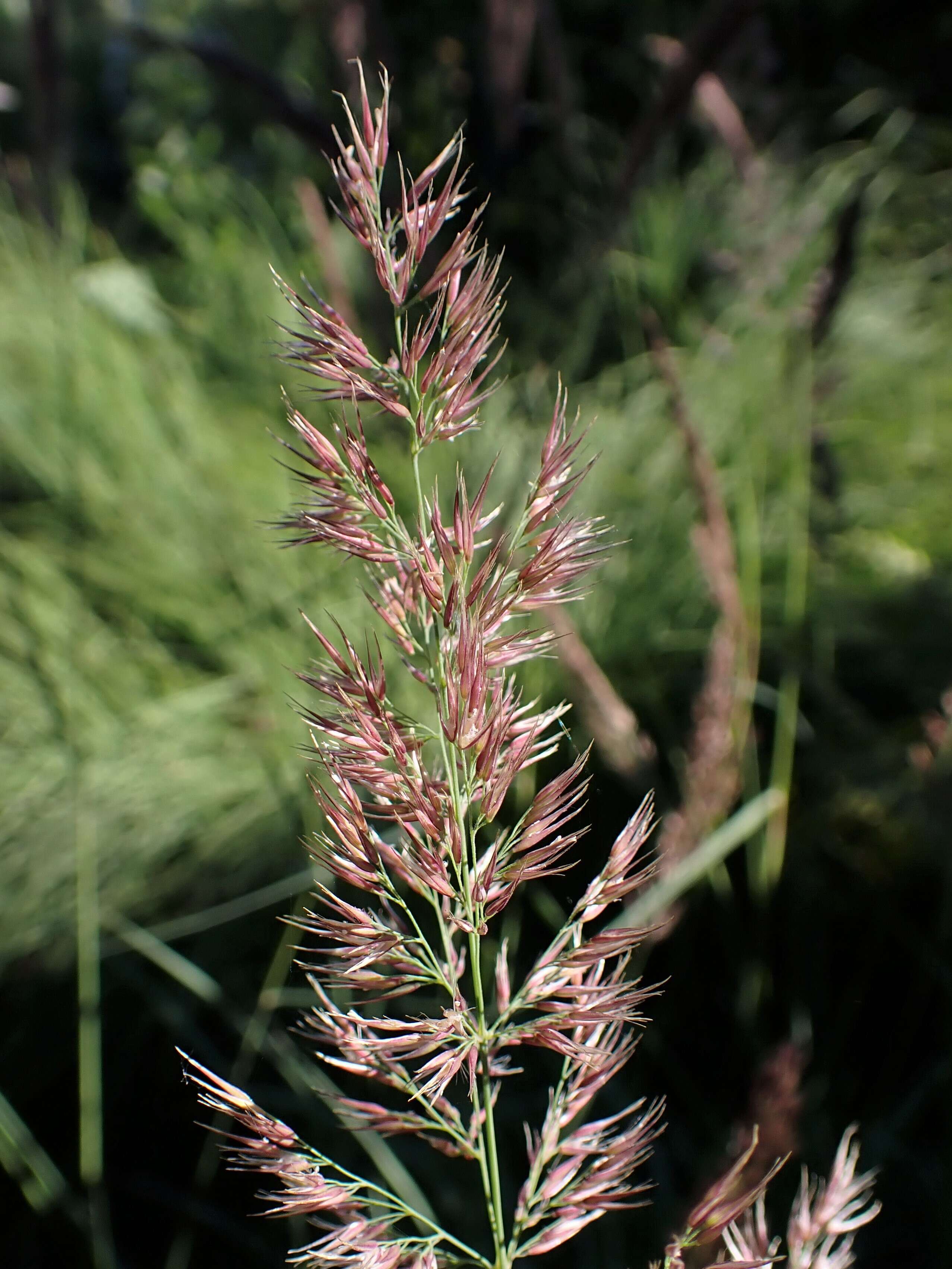 Sivun Calamagrostis pseudophragmites (Haller fil.) Koeler kuva