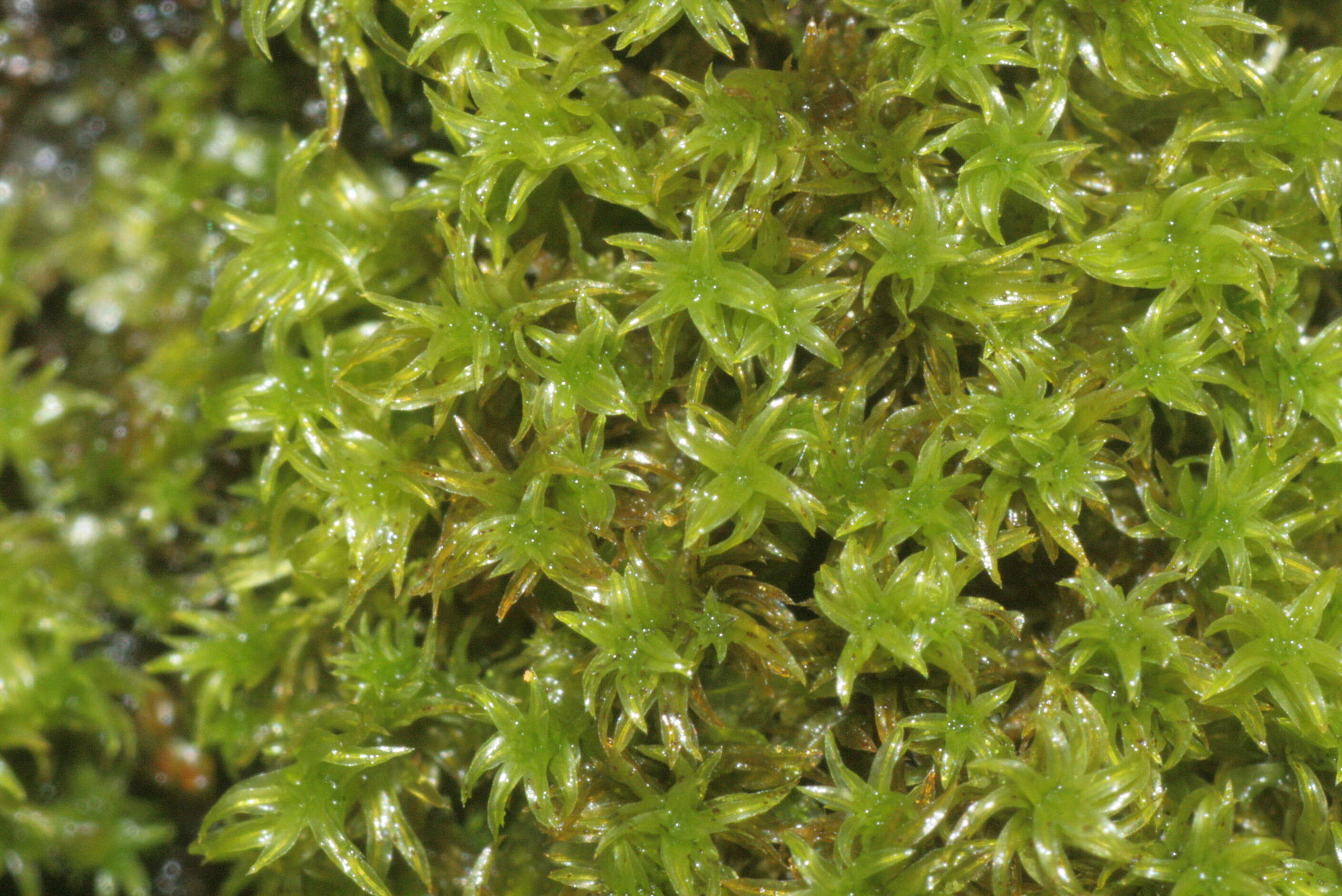 Image of zygodon moss