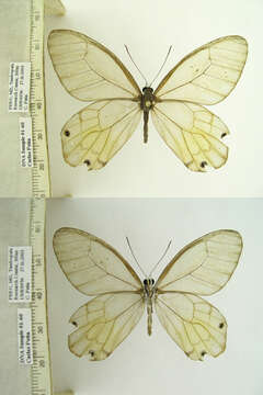 Image of Haetera piera Linnaeus 1758