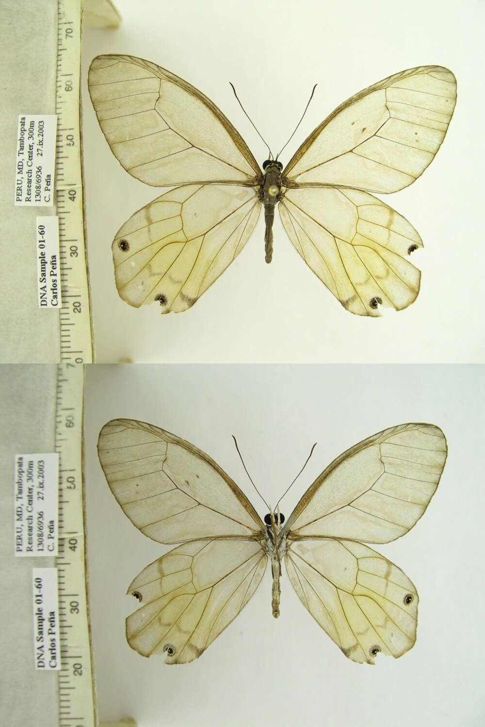 Image of Haetera piera Linnaeus 1758