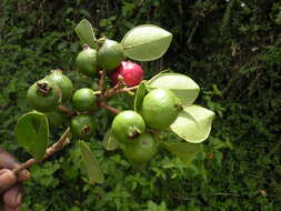 Image of Acca