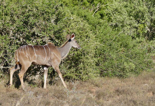 Image of Greater Kudu