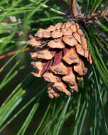 Image of Henry's Pine