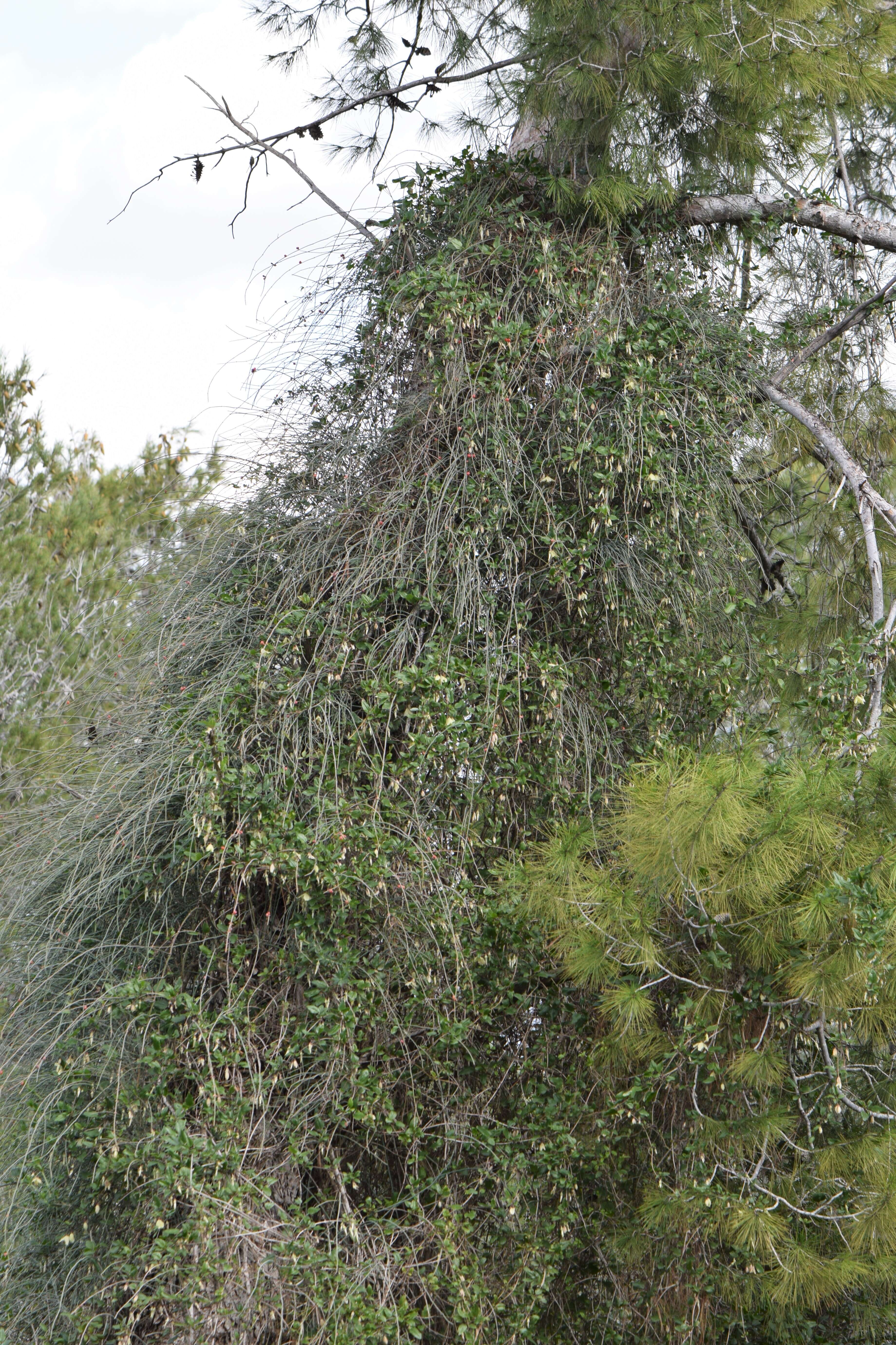 Imagem de Clematis cirrhosa L.