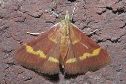 Image of Pyrausta pseuderosnealis Munroe 1976