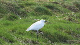 Image of Little Egret