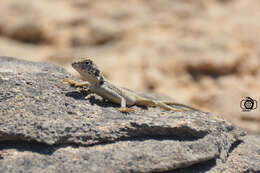 Image of Black agama