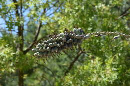 Agave geminiflora (Tagl.) Ker Gawl. resmi
