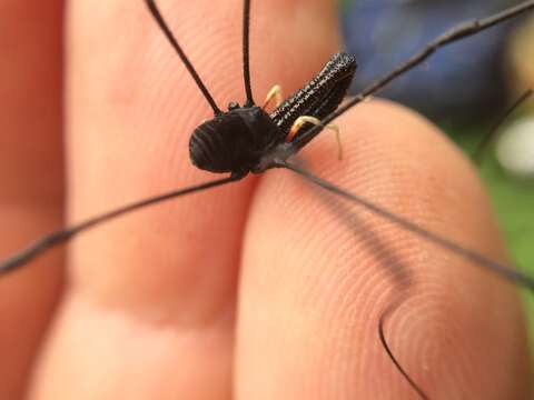 Image of Pantopsalis cheliferoides