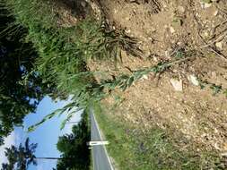 Image of broomleaf toadflax